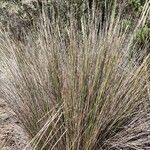 Calamagrostis recta habit picture by Mariette Laumond (cc-by-sa)