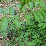 Sambucus canadensis leaf picture by karmadgma (cc-by-sa)