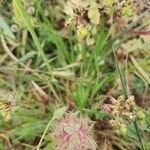 Trifolium stellatum flower picture by Veronica Pilone (cc-by-sa)