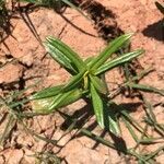 Ammannia coccinea leaf picture by Kendra RaiderNature (cc-by-sa)