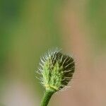 Papaver hybridum fruit picture by margarida vila (cc-by-sa)