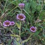 Erigeron atticus flower picture by Denis Bastianelli (cc-by-sa)