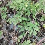 Potentilla tobolensis leaf picture by Юрий Басов (cc-by-sa)