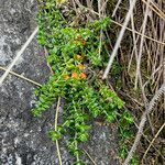 Galium hypocarpium habit picture by Fabien Anthelme (cc-by-sa)