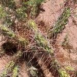 Opuntia sulphurea habit picture by Trap Hers (cc-by-sa)