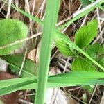 Melica nutans leaf picture by Dominic Rausch (cc-by-sa)