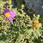 Cistus parviflorus flower picture by Florence Denis (cc-by-sa)