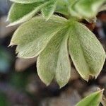 Potentilla nitida leaf picture by Yoan MARTIN (cc-by-sa)