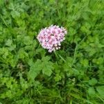 Darmera peltata flower picture by Lionel Cranberry (cc-by-sa)