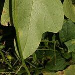 Cayaponia racemosa leaf picture by Nelson Zamora Villalobos (cc-by-nc)