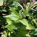 Epilobium alpestre habit picture by Giovanni Scarmoncin (cc-by-sa)