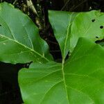 Juanulloa mexicana leaf picture by Nelson Zamora Villalobos (cc-by-nc)