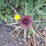 Tragopogon porrifolius flower picture by Piazza Danilo (cc-by-sa)