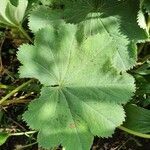 Alchemilla xanthochlora leaf picture by Dennis Claessens (cc-by-sa)