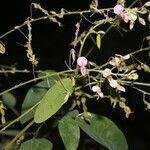 Desmodium procumbens flower picture by Nelson Zamora Villalobos (cc-by-nc)