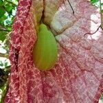 Aristolochia gigantea flower picture by JP Corrêa Carvalho (cc-by-sa)