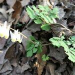 Dicentra cucullaria habit picture by Maarten Vanhove (cc-by-sa)