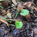 Dichondra carolinensis habit picture by Eli Small (cc-by-sa)