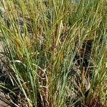 Carex rostrata habit picture by Alain Lagrave (cc-by-sa)