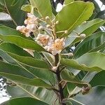 Calophyllum inophyllum flower picture by Emma Wallace (cc-by-sa)