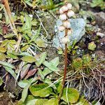 Pyrola minor flower picture by Martin Bishop (cc-by-sa)