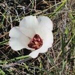 Calochortus catalinae flower picture by Monika Kopp (cc-by-sa)