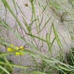 Diplotaxis tenuifolia fruit picture by Vincent (cc-by-sa)