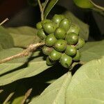 Mollinedia costaricensis fruit picture by Nelson Zamora Villalobos (cc-by-nc)