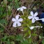 Plumbago zeylanica flower picture by Prakash Rudraraju (cc-by-sa)