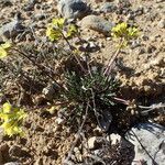 Brassica repanda habit picture by Sylvain Piry (cc-by-sa)