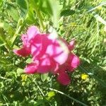 Lathyrus tuberosus flower picture by Anna Parys (cc-by-sa)