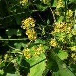 Alchemilla glabra habit picture by Daniel Bourget (cc-by-sa)