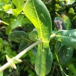 Lonicera caprifolium leaf picture by E'ric (cc-by-sa)