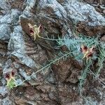 Linaria aeruginea habit picture by Aranda José Javier (cc-by-sa)