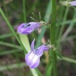 Lobelia urens flower picture by Jacques Maréchal (cc-by-sa)