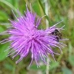 Cirsium dissectum flower picture by Pierre LEON (cc-by-sa)