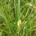 Carex punctata leaf picture by Gilles VERSPIEREN (cc-by-sa)