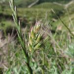 Cynosurus echinatus flower picture by Emanuele Santarelli (cc-by-sa)