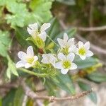 Saxifraga geranioides flower picture by Francois Mansour (cc-by-sa)