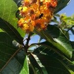 Byrsonima crassifolia flower picture by Mata-Montero Erick (cc-by-sa)