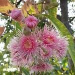 Corymbia ptychocarpa flower picture by Kate Sturges (cc-by-sa)