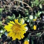 Grindelia hirsutula flower picture by Owen Owen Thompson-Lastad (cc-by-sa)