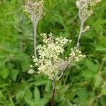 Filipendula ulmaria flower picture by b b (cc-by-sa)