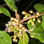 Frangula alnus flower picture by Martin Bishop (cc-by-sa)