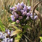 Gentianella selaginifolia habit picture by Fabien Anthelme (cc-by-sa)