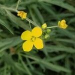 Diplotaxis tenuifolia flower picture by Veit Koch (cc-by-sa)