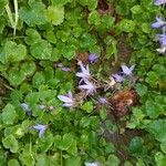 Campanula garganica flower picture by Maithe (cc-by-sa)