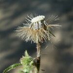 Dittrichia graveolens fruit picture by Llandrich anna (cc-by-sa)