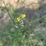 Sisymbrium orientale flower picture by Christopher Aragón (cc-by-sa)