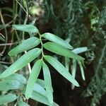 Luzuriaga radicans leaf picture by Daniel Barthelemy (cc-by-nc)